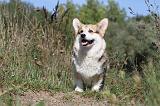 CORGI PEMBROKE 335